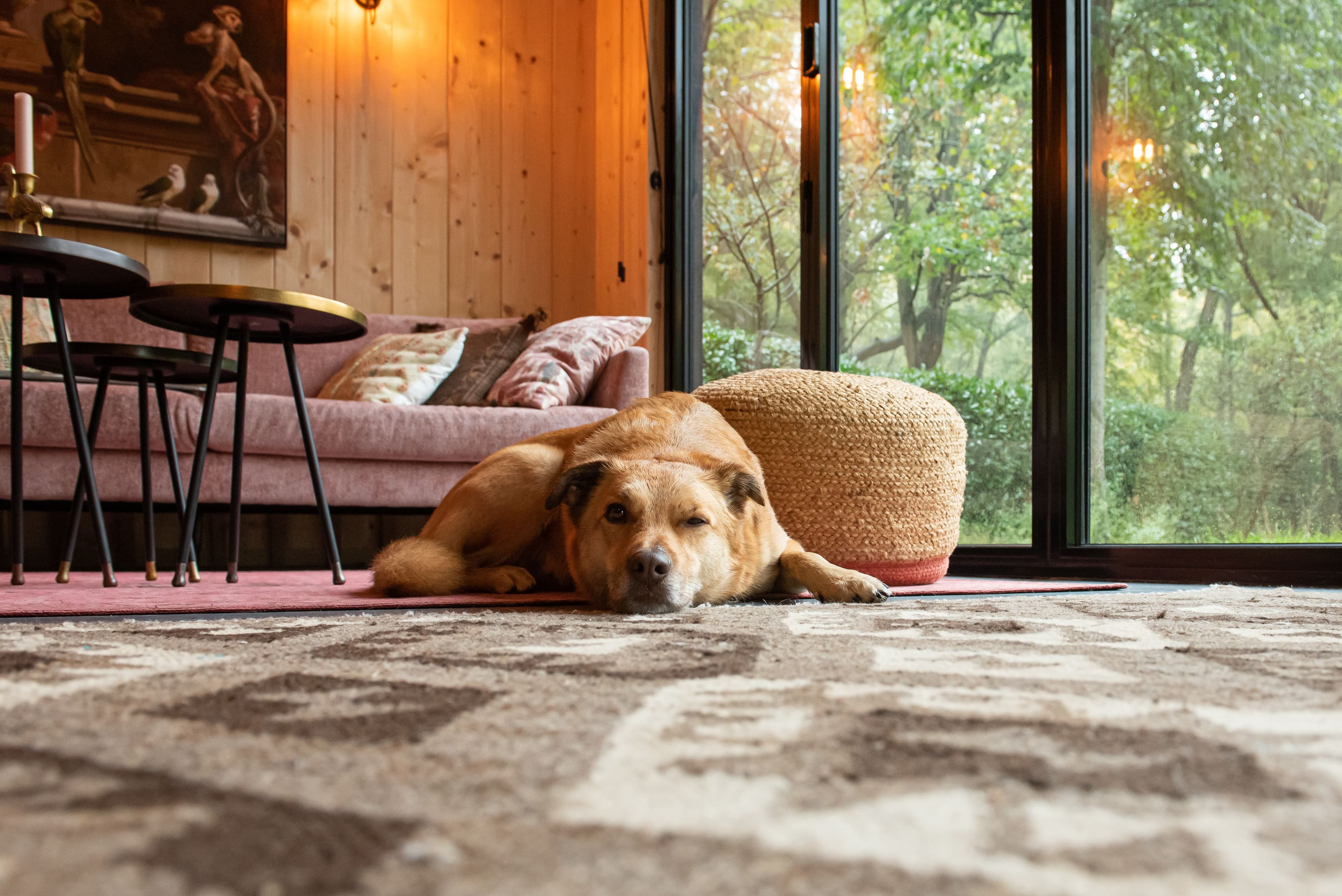 Bruine hond die ligt op een vloerkleed in een woonkamer met een roze bank en grote ramen met uitzicht op bomen.