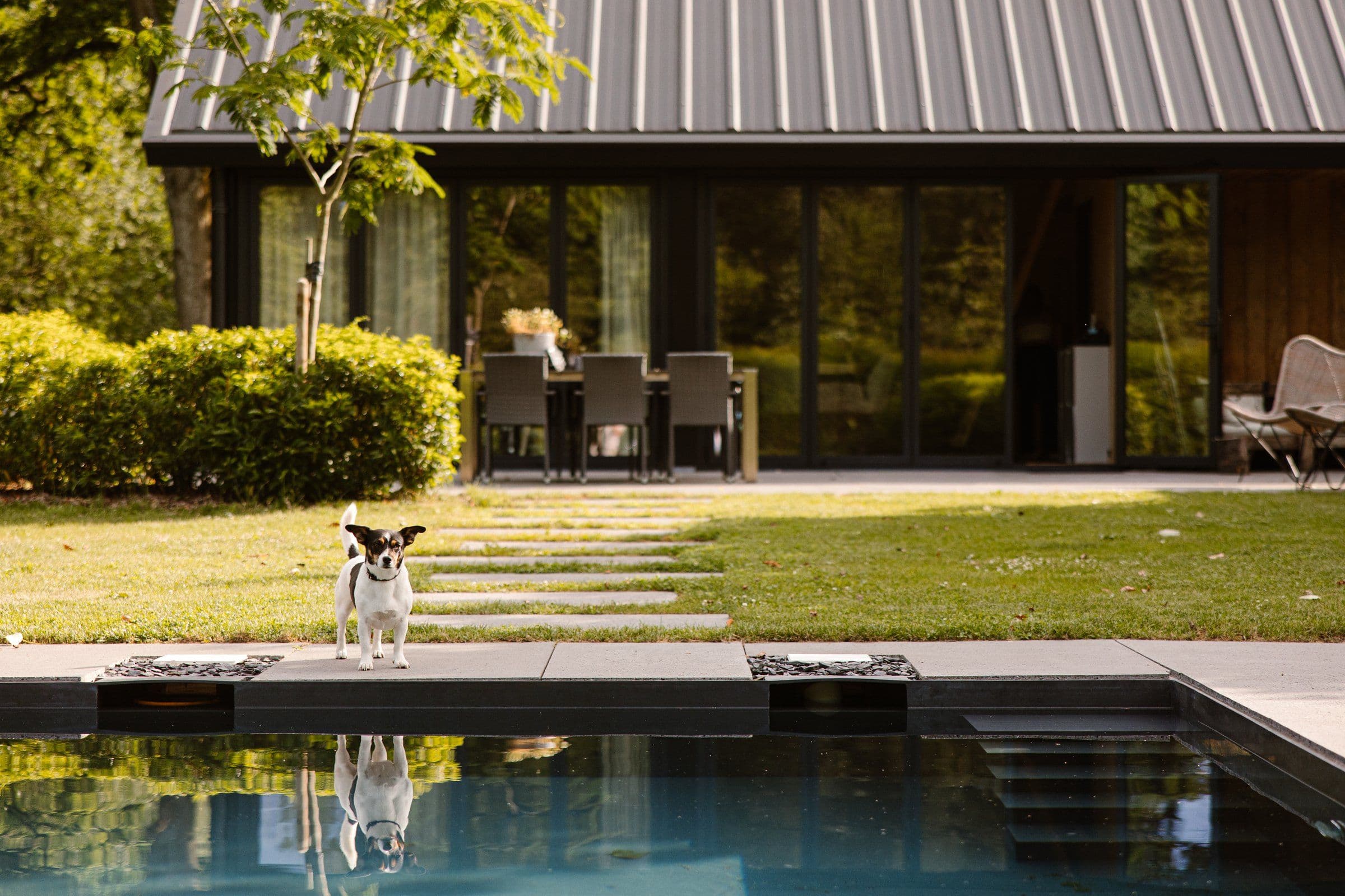 Kleine hond op betonnen rand naast zwembad in een tuin met een modern huis op de achtergrond